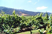 Monterey Wineries